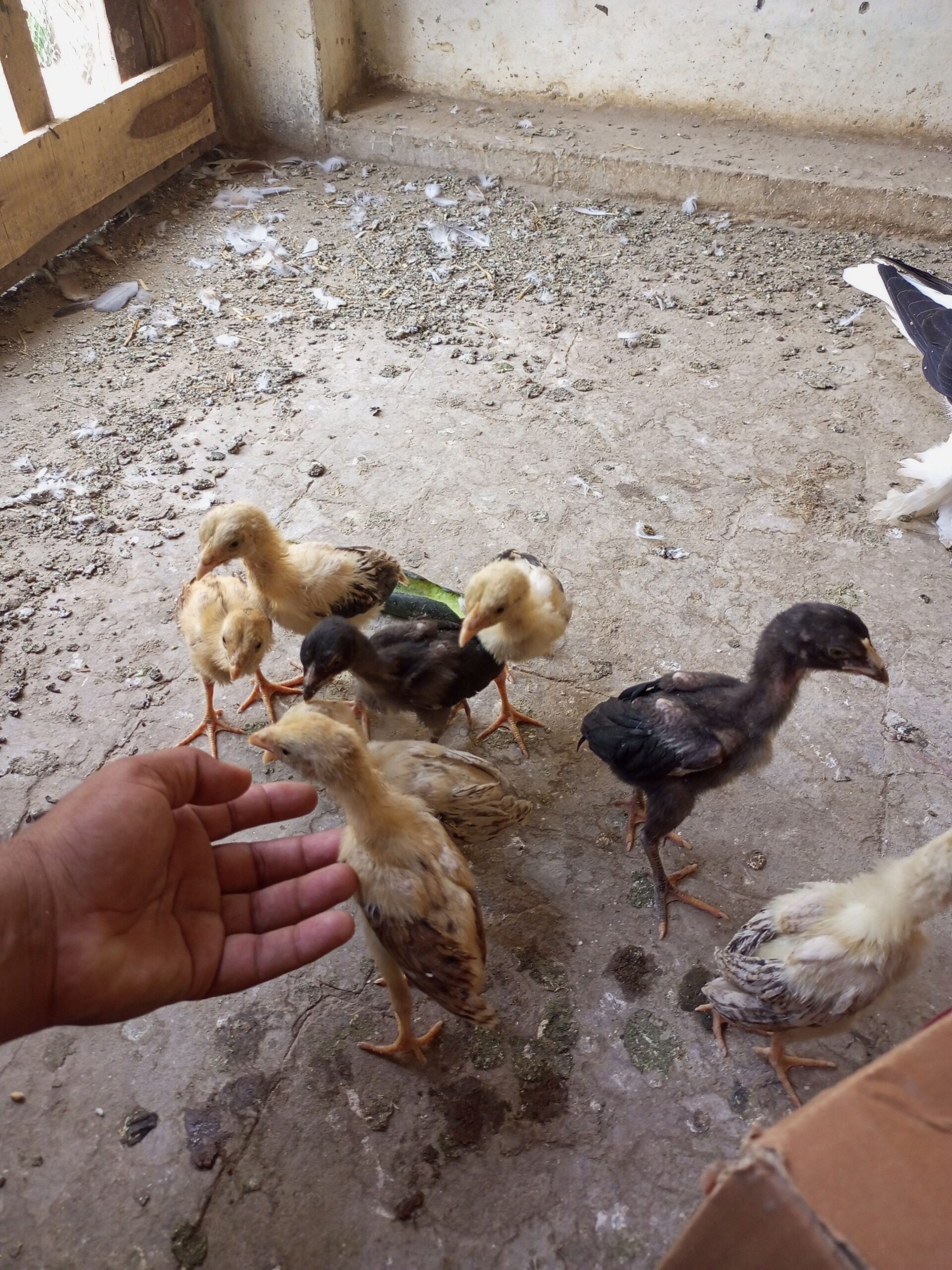 8 aseel checks for sale