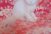 Persian Cat Female