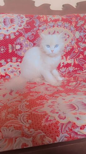 Persian Cat Female