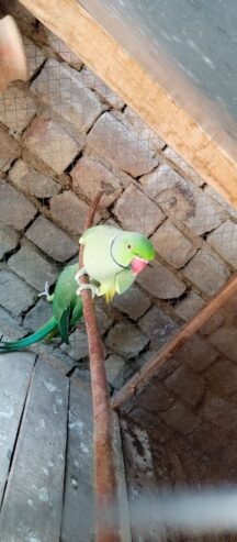 Fairt طوطے