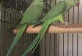 Green Ringneck breeder pair