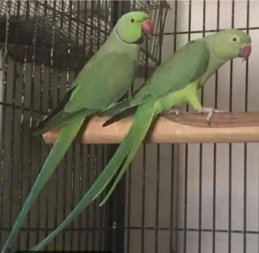 Green Ringneck breeder pair