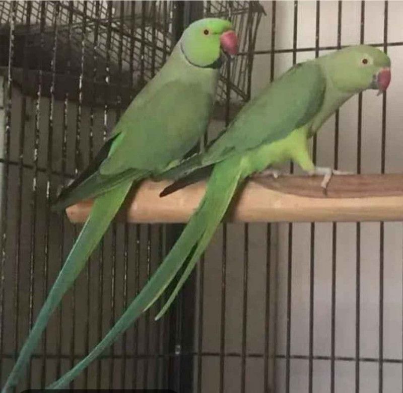 Green Ringneck breeder pair