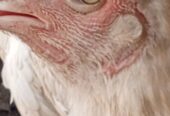 Heera Aseel breeder or 2 heera madiya for sale in multan.