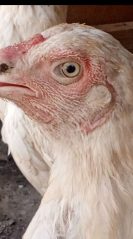 Heera Aseel breeder or 2 heera madiya for sale in multan.