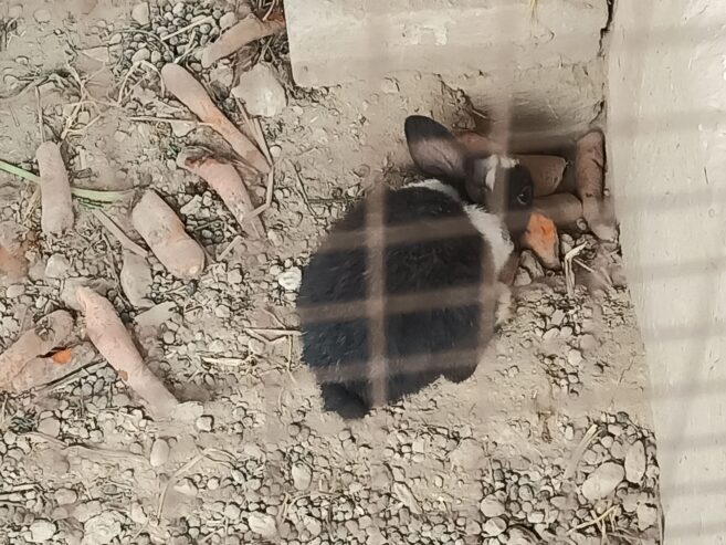 Rabbits (Red eyes)
