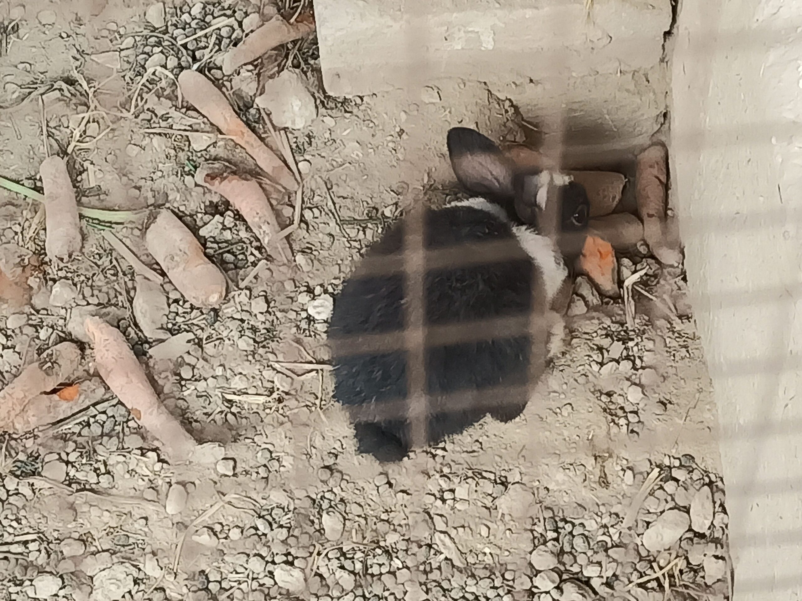 Rabbits (Red eyes)