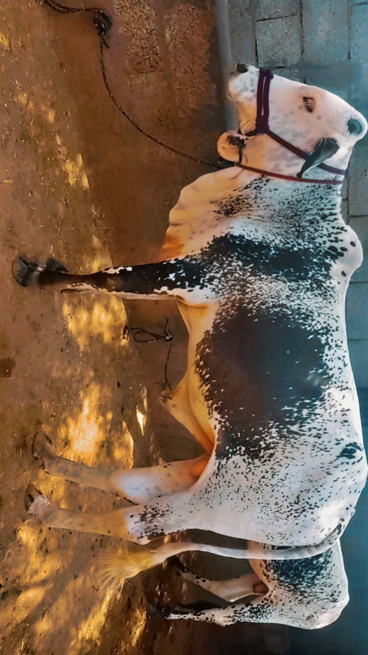 Sahiwal bull for sale