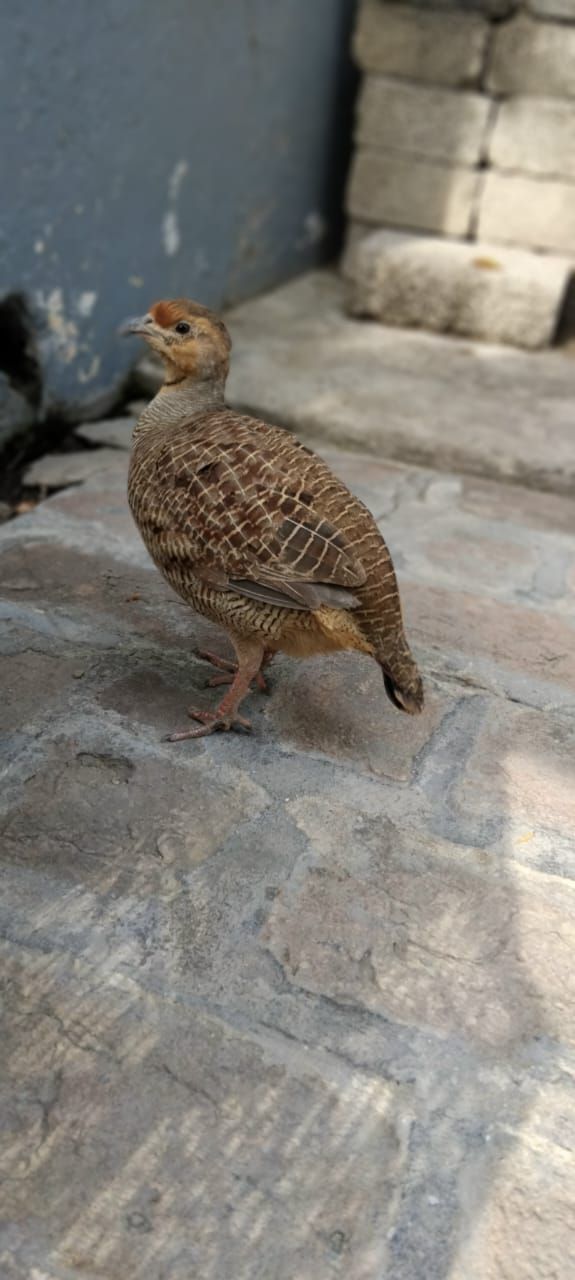 ساحل برڈز ہاؤس بھکرحر نسل کے تیتر دستياب ہیں کارگو آل پاکستان 🇵🇰 03117137985 wattsapp call03414841210