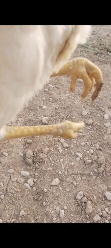 White heera aseel male