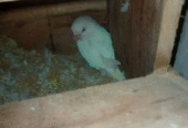 Breeder pairs