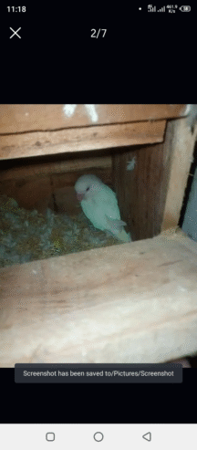 Breeder pairs