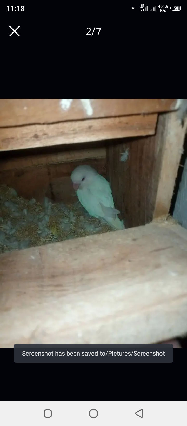 Breeder pairs
