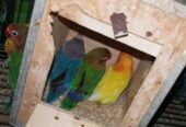 Mix love birds
