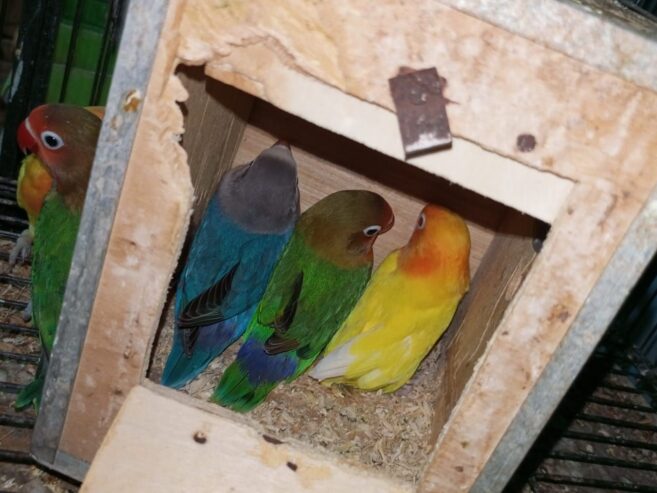 Mix love birds