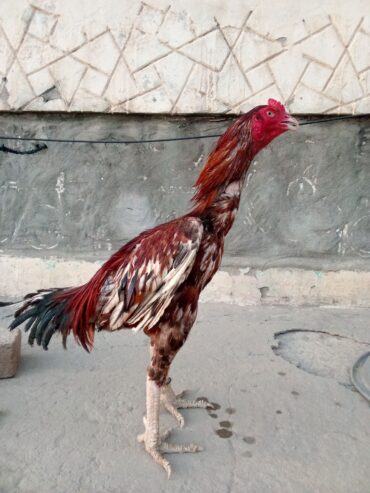 Top quality patha for sale