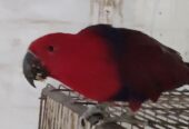 Eclectus parrot