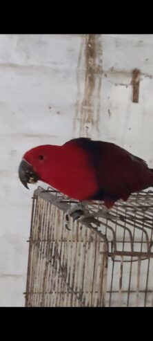 Eclectus parrot