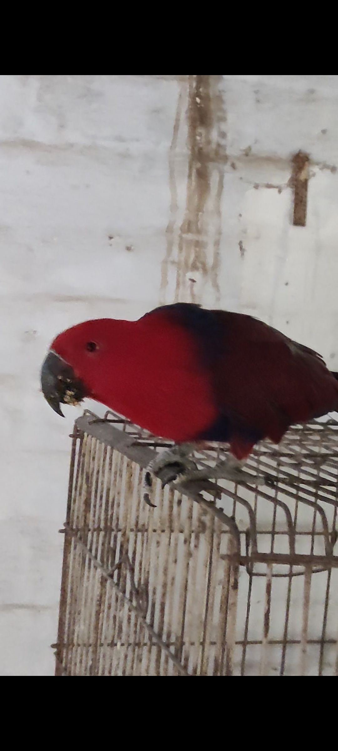 Eclectus parrot