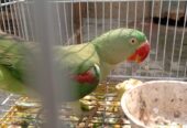 Female parrot 🦜 for sale