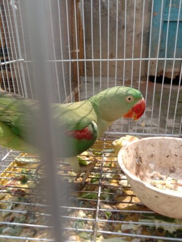 Female parrot 🦜 for sale