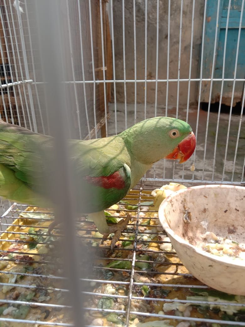 Female parrot 🦜 for sale