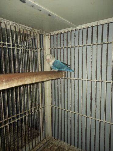 Blue opaline mela