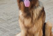 king size pedigree male long coat but testicle single heavy bone structure black mask