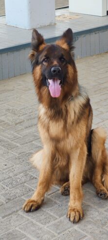 king size pedigree male long coat but testicle single heavy bone structure black mask