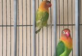 Love birds