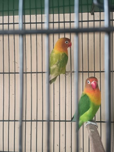 Love birds