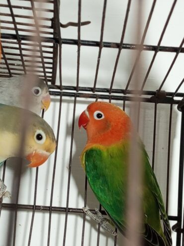 Love birds