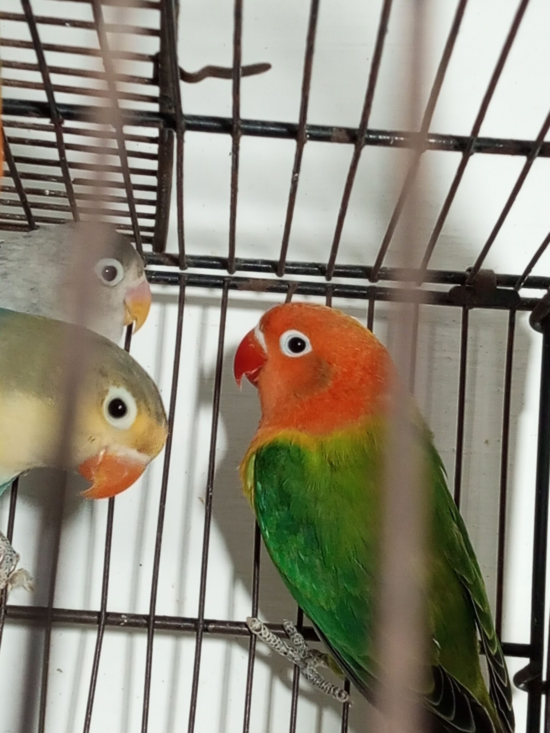 Love birds
