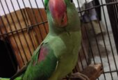 Raw parrots pair for sale.