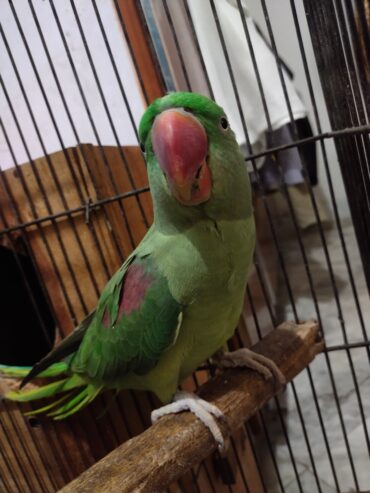 Raw parrots pair for sale.