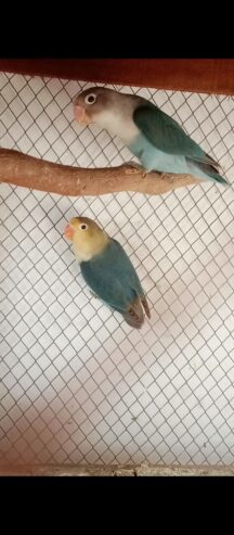 Possible split ino adult pair