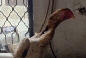 Shamo japanese murgi female sale