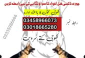 Army Dog Center Dera Ismail Khan 03009780927 khoji dogs
