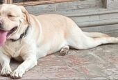 Labrador male available for stud in pedigree