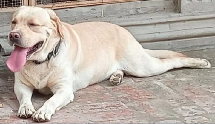 Labrador male available for stud in pedigree