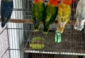 Ams aviary