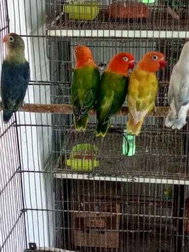 Ams aviary