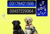 Army dog center 03457229364