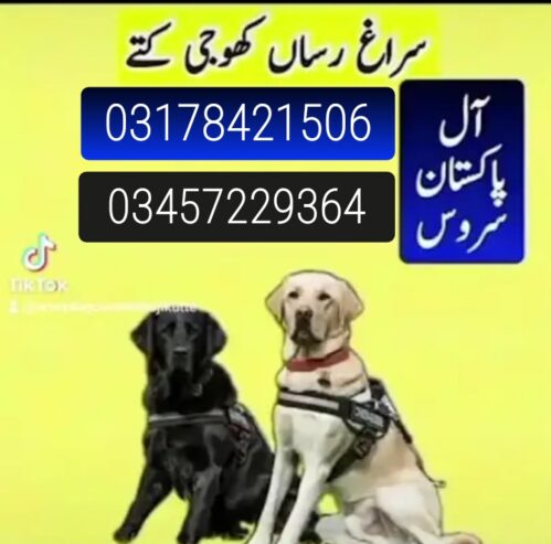 Army dog center 03457229364