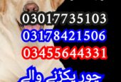 Army dog center pakistan 03017735103