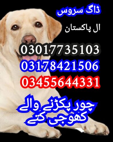 Army dog center pakistan 03017735103
