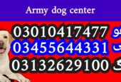 Army dog center 03010417477