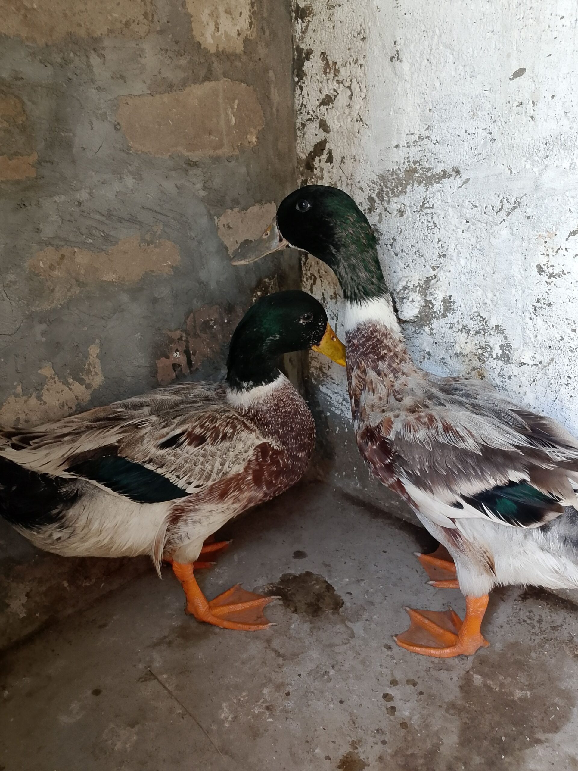 Pair
