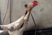 Shamo japanese murgi female sale