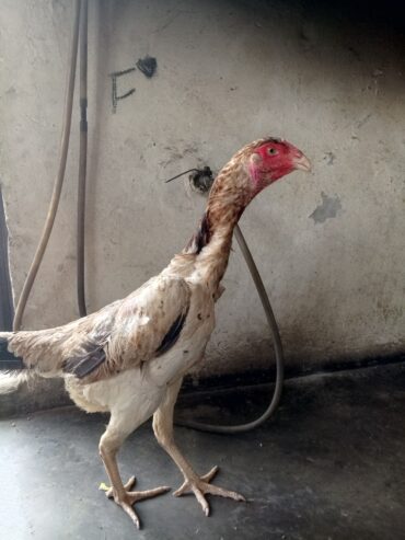Shamo japanese murgi female sale
